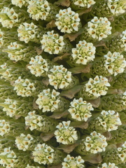Puya raimondii