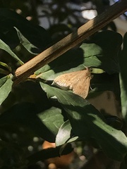 Achyra rantalis