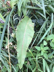 Rumex britannica