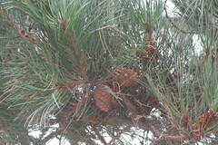Pinus muricata
