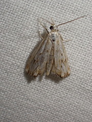 Catoptria falsella