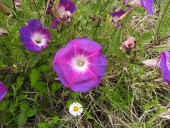 Ipomoea stans