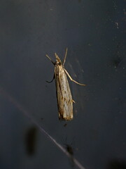 Catoptria falsella