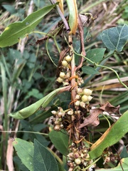 Cuscuta gronovii