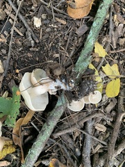 Clitocybe fragrans