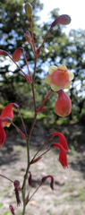 Prochnyanthes mexicana