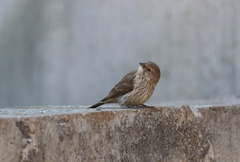 Crithagra menachensis