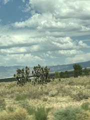 Yucca brevifolia