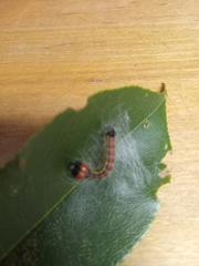 Acronicta radcliffei