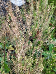 Lepidium densiflorum