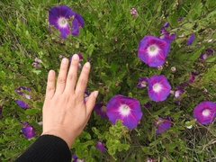 Ipomoea stans