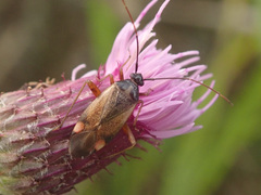 Adelphocoris seticornis