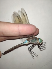 Anax parthenope