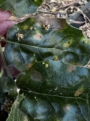 Dryocosmus minusculus