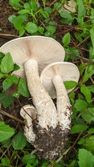 Macrocybe titans