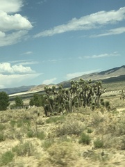 Yucca brevifolia