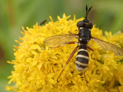 Conops quadrifasciatus