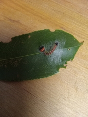 Acronicta radcliffei