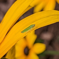 Graphocephala versuta
