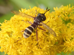 Conops quadrifasciatus