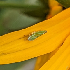 Graphocephala versuta