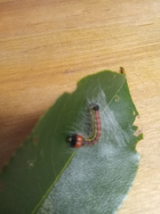 Acronicta radcliffei