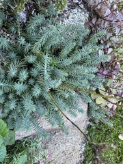 Petrosedum