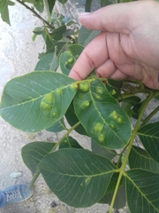 Aceria erinea