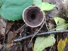 Coltricia cinnamomea