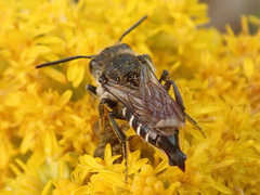 Coelioxys alatus