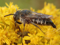Coelioxys alatus