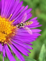 Sphaerophoria contigua