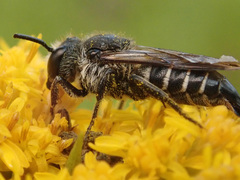 Coelioxys alatus