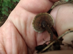 Coltricia cinnamomea