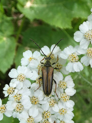 Lepturobosca nigrolineata