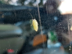 Rugosana querci
