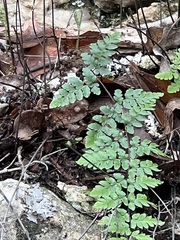 Myriopteris alabamensis