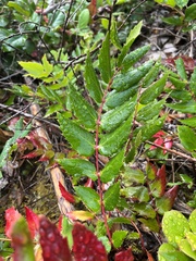 Berberis nervosa