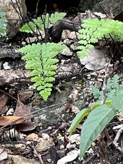 Myriopteris alabamensis