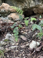 Myriopteris alabamensis