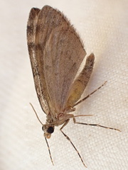 Cidariini
