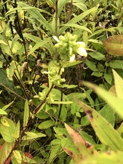 Pedicularis lanceolata