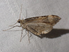 Cidariini