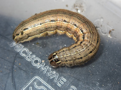 Mythimna convecta