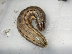Mythimna convecta