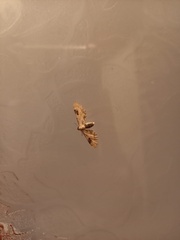 Eupithecia centaureata