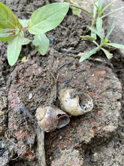 Cipangopaludina chinensis