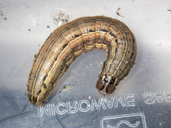 Mythimna convecta