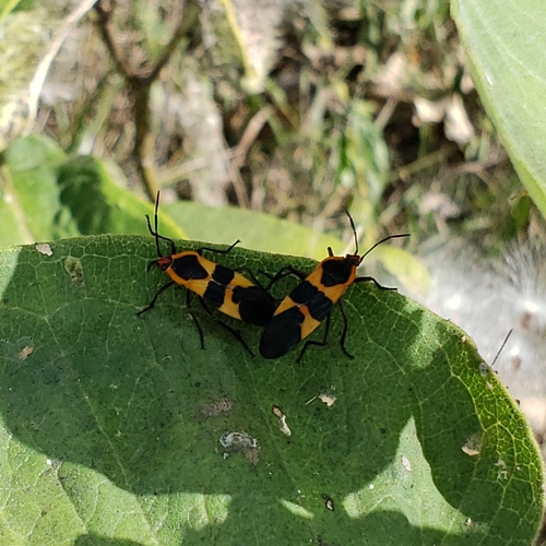 Large Milkweed Bug photographed in Kansas