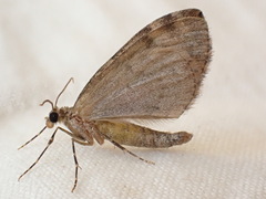 Cidariini